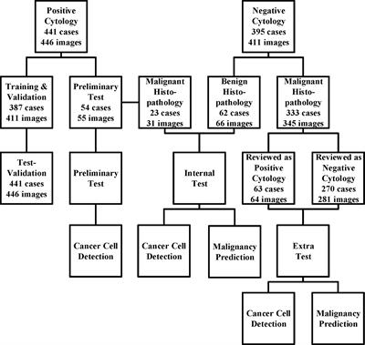 A Deep Learning System to Predict the Histopathological Results From Urine Cytopathological Images